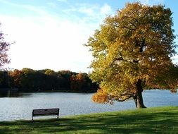 bench near a big tree in the park in autumn