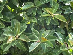 green leaf of rubber tree