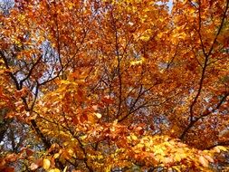 trees in the colors of golden autumn