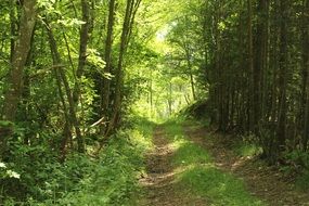 path among green grass in the forest