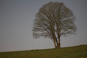 Tree Night