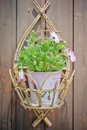 Beautiful, decorated Flowerpot with Purple Daisies on the wooden wall