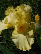 Iris Yellow Flower