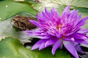 frog near a purple water lily on the water close up