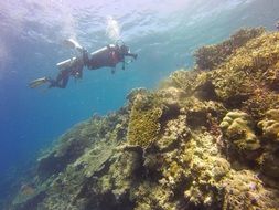 scuba diving Indonesia