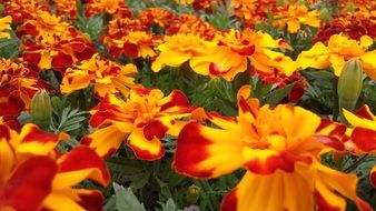 orange Marigold Flower bed closeup