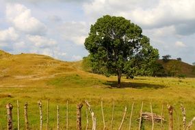 Landscape of single tree on a colorful field in a summer