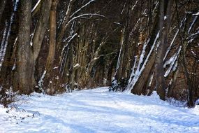 winter forest in the cold