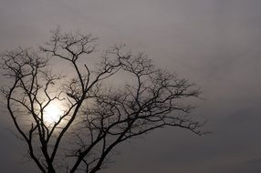 Sun in Cloudy sky behind bare tree