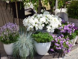 flower pots of different kinds on the street