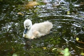 Ugly duckling on a lake