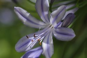 Purple Plant Blossom