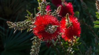 Closeup picture of Red callistemon flowers