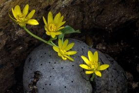 yellow celandine near the stone