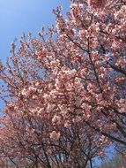 Beautiful and colorful cherry blossom in Tokyo