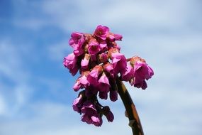 pink flowers on a thick stem