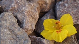 Beautiful yellow flower in the rocks