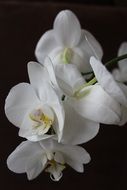 snow-white orchid on a black background