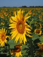 Cultivation of beautiful yellow sunflowers on the fied