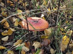 fly agaric with big flat hat