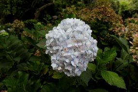 Hydrangea bush in park
