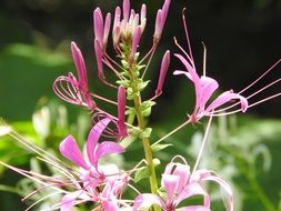 pink Flower Spider closeup