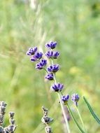 Purple Lavender Flower close up