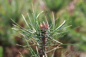branch of pine needles close up