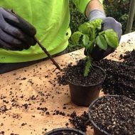 Cuttings Rose Cuttling Plant