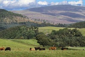 cows in a meadow in the highlands of scotland