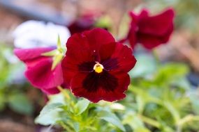 Thinking Flower Colors Nature