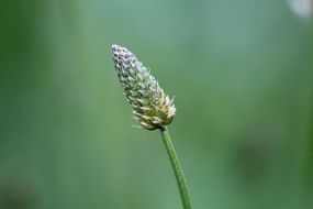 Macro photo of Plant
