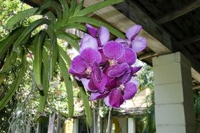 purple orchid potted on the terrace