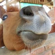 Horse Nature Funny Equine