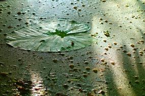 Duckweed or Wolffia Globosa