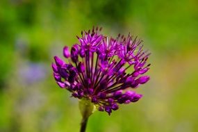 bright purple filigree flower close-up