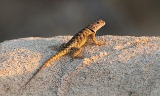 desert spiny lizard on stone