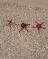 Sea Star Beach