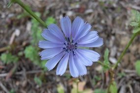 blue Chicory Flower, Macro, top view