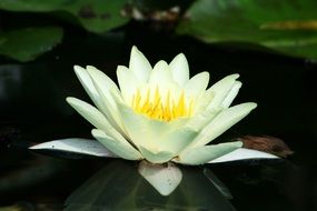 white water lily with a yellow center in the pond