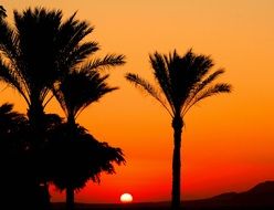 dark silhouettes of palm trees and bright sun at red sky, Egypt