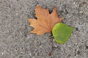 brown maple leaf and green linden leaf on gray stone