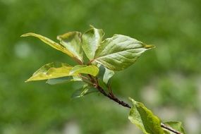 splendiferous Branch Leaves