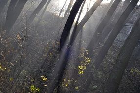 forest in light and shadow