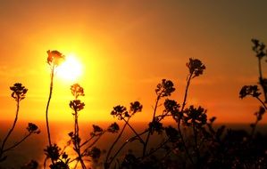 flowers silhouettes at orange Sunset sky above Sea