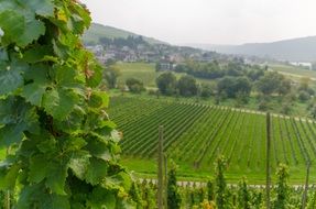 growing vineyards on the field