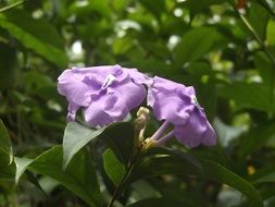 pleasing Flowers Violet