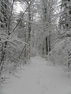 photo of magical snowy forest