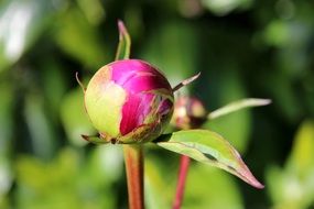 closeup view of Peony Bud