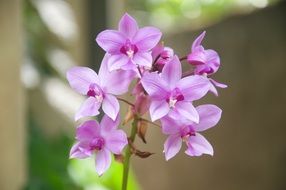 purple Flowers of orchid